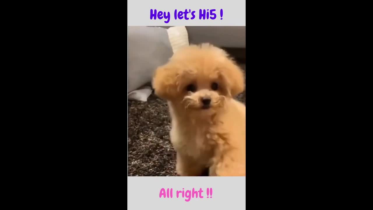 Cute and Funny Animal Video Collection 1
