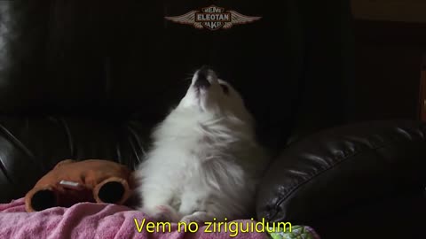 ZIGUIRIGUIDUM (AD KWAI) em CACHORRÊS