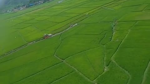 the atmosphere of the rice fields and the sound of the flute in the forest