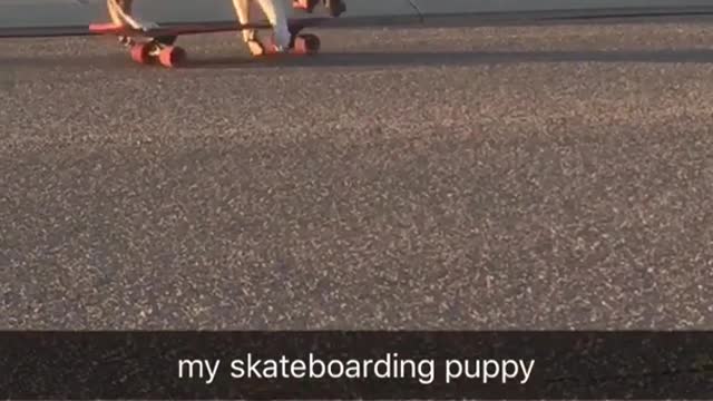 Brown puppy riding skateboard on it own on road