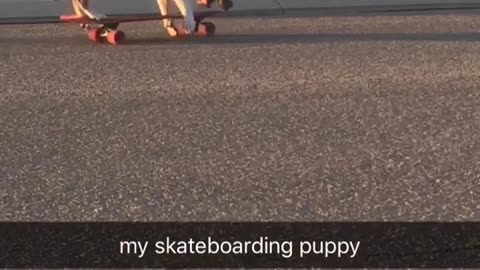 Brown puppy riding skateboard on it own on road