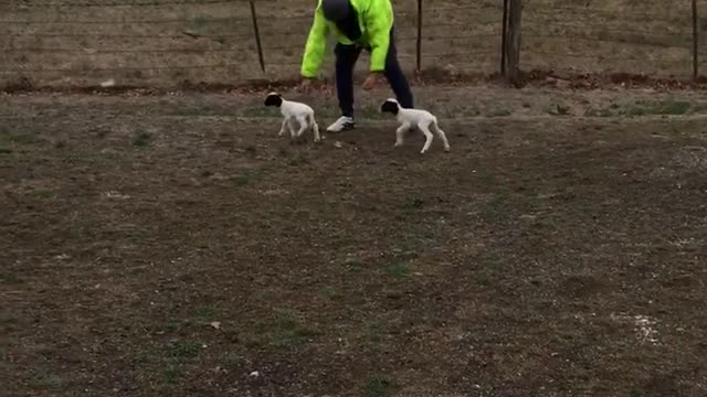 4 day old twin lambs love chasing owner