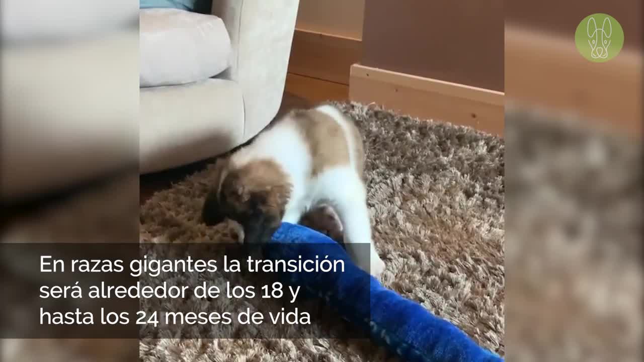 A qué edad comen los cachorros, abre los ojos, se puede bañar | 10 preguntas comunes sobre cachorros