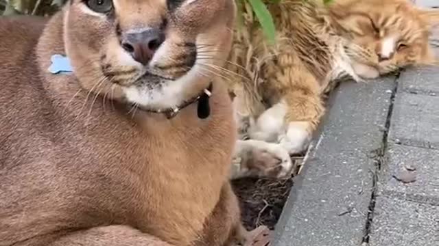Two different cats?