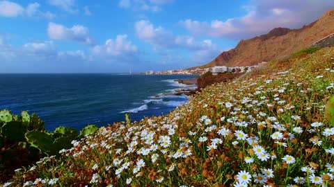 Beautiful flowers dancing in the sea breeze