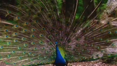 Peacock dancing in rain #nature #peacock
