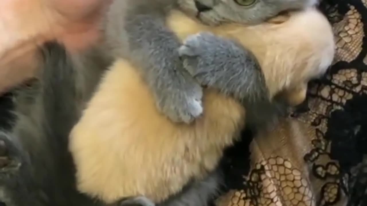 New Funny Animals 2023 🤣😅 Funniest Cats and Dogs 😻🐶 Part 21