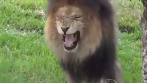 Funny Dog Videos On The Planet|- Best Funny Animal Videos 2022|Life Funny Pets