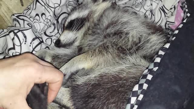 Pet raccoon enjoying a relaxing foot massage