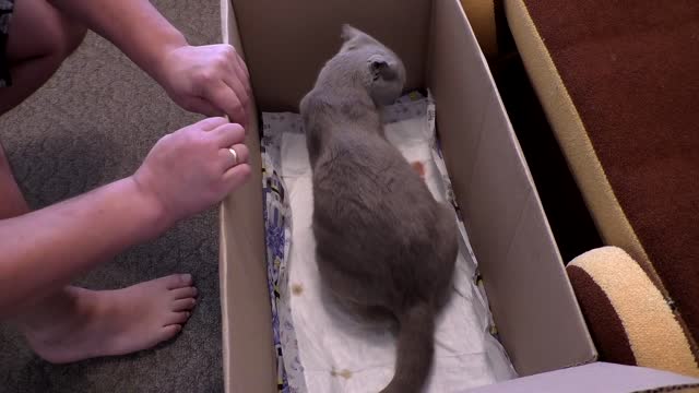 How a cat gives birth. Watching a cat give birth on video.