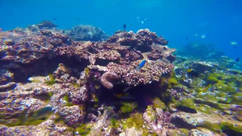 BEST SNORKELING IN THE WORLD | MALDIVES