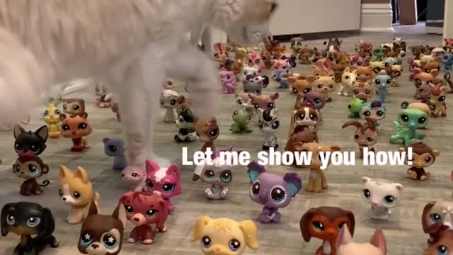 smart cat walk challenge