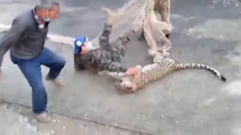 Watch how they hunt tiger