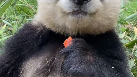 panda