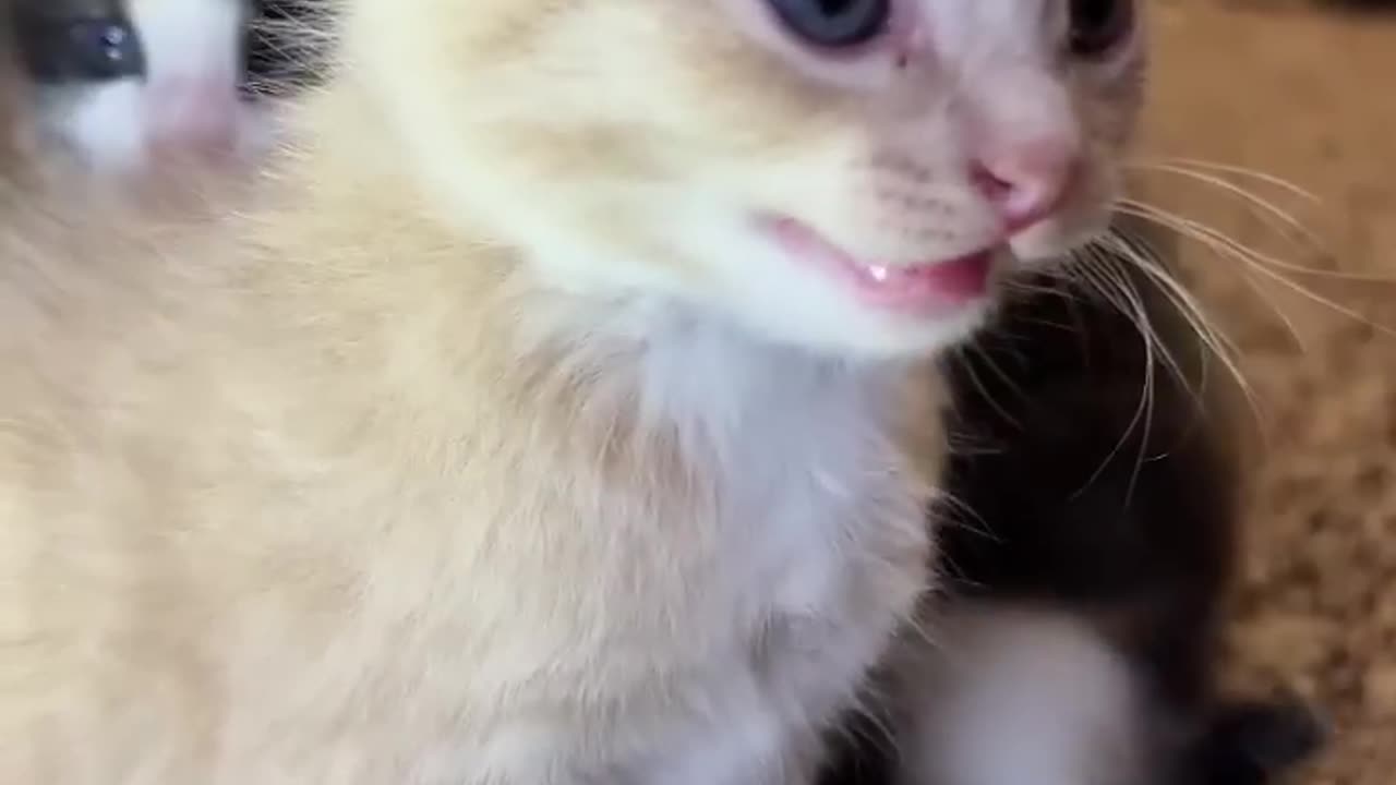 Kitten meows. (Play this to make your cat go crazy).