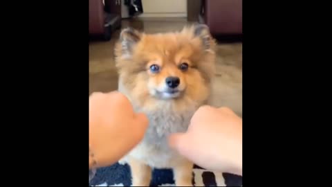 Funny dog.. OMG so cute...