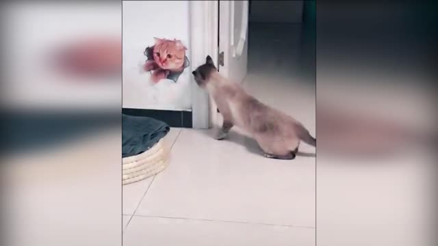 Funny cat