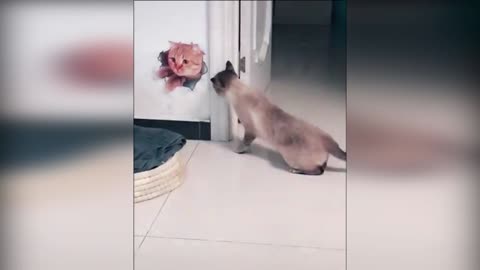 Funny cat