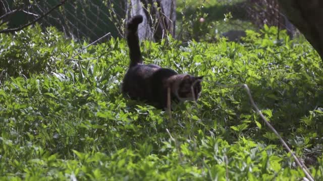 Black white and orange cat hunting in grass. Super slow motion shooting on high-speed camera