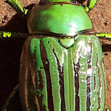 Inseto Alienígena Sagrado do Egito #alien