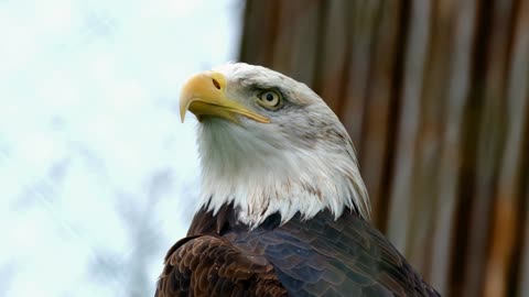 Aguila Arpía Colombia