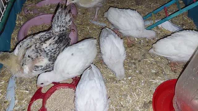 Guinea Keet's and chicken chicks