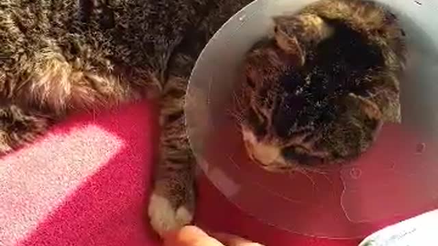 Touching a cute cat's paw jelly.