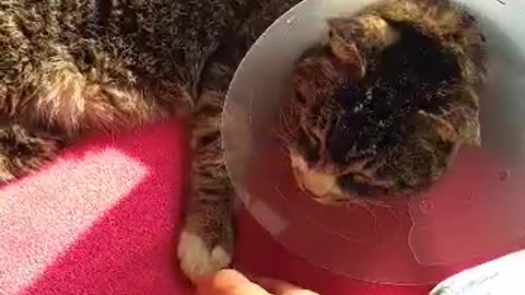 Touching a cute cat's paw jelly.