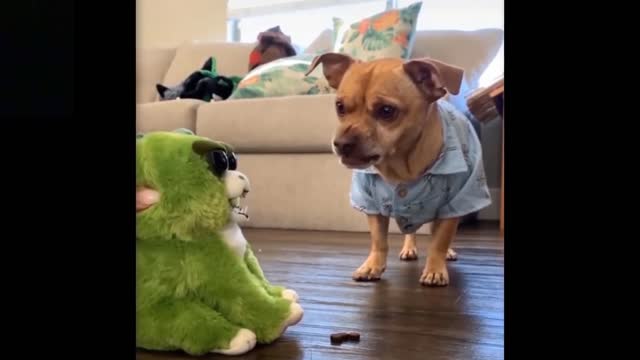 Dogs react hilariously to toys