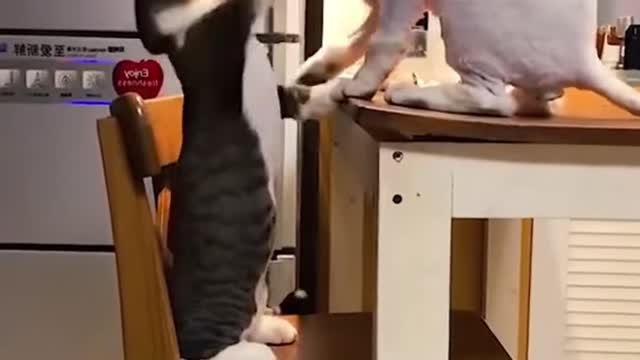 🤣 FUNNY CATS FUNNY DOGS CUTEST ANIMALS