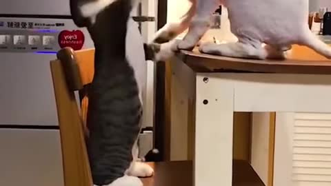 🤣 FUNNY CATS FUNNY DOGS CUTEST ANIMALS