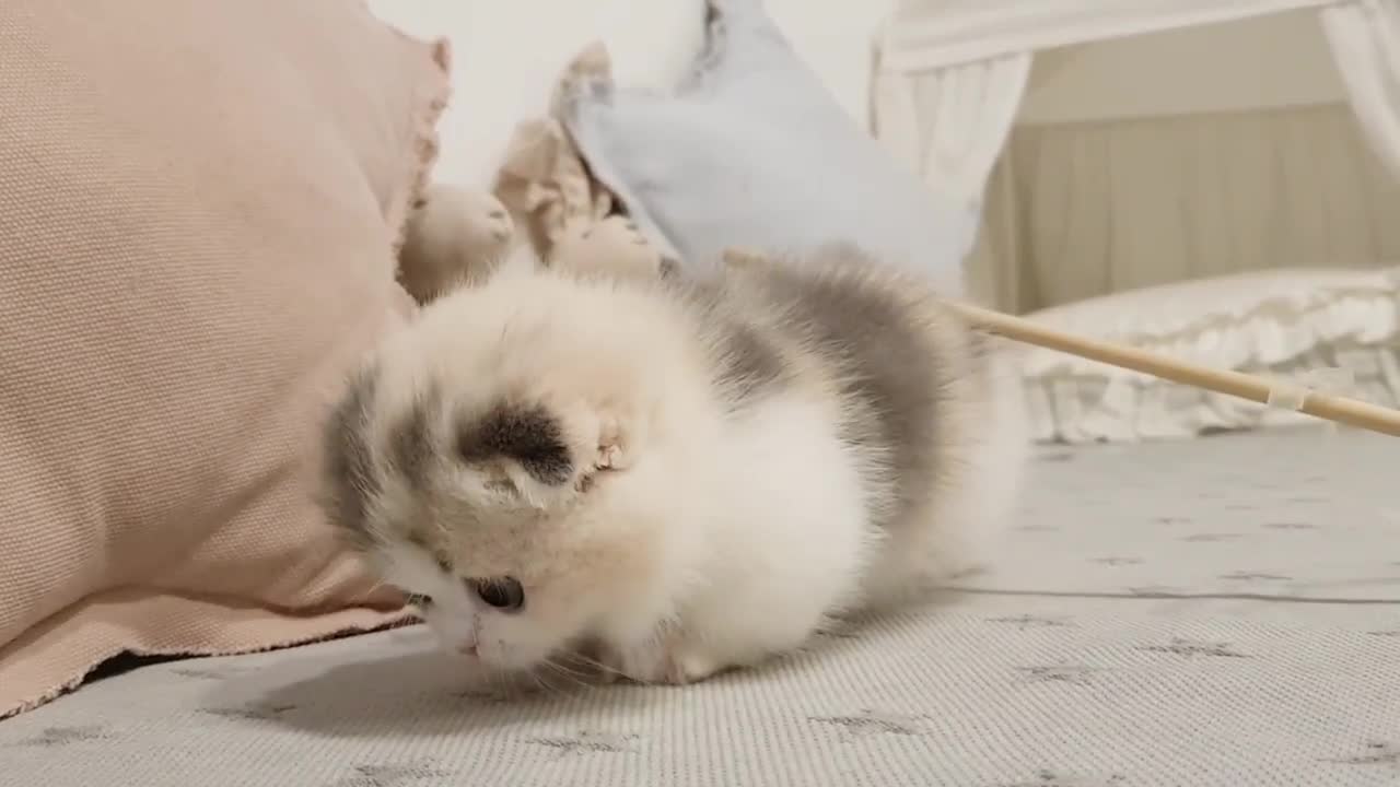 Cute Small Kitten With Tiny Legs