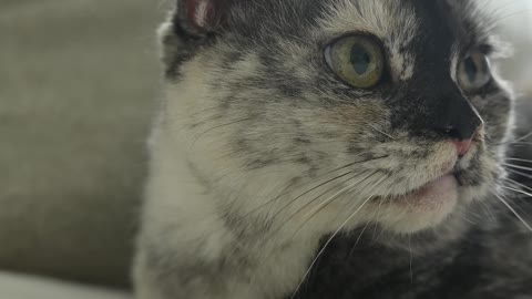 Close-Up View of a Cat Looking Around