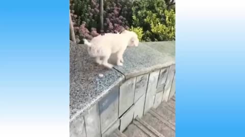 Funny dog playing on sloping