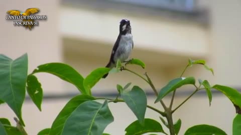 PÁSSARO BIGODINHO CANTANDO AO AR LIVRE !!!