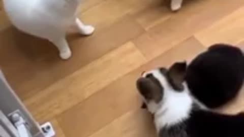 Dogs Are Teasing Cat