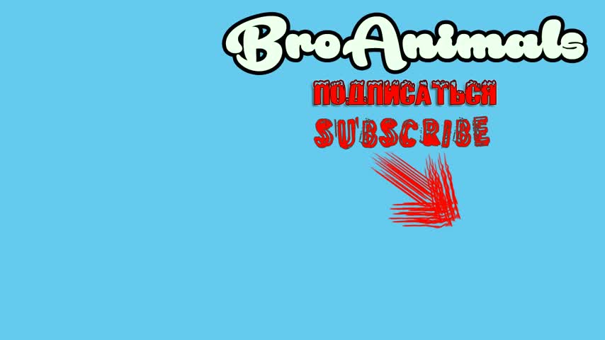 Animals funny clips 😂😂😂