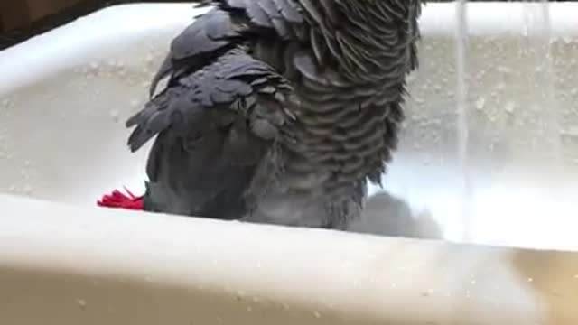 African Grey Parrot casually enjoys a shower