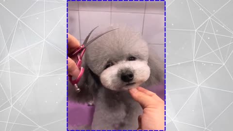 Cute doggie hair cut