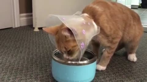 Cat 😸 drink waters with a collar on.. training