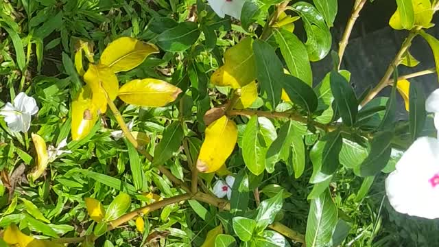 periwinkle white flower in my pot