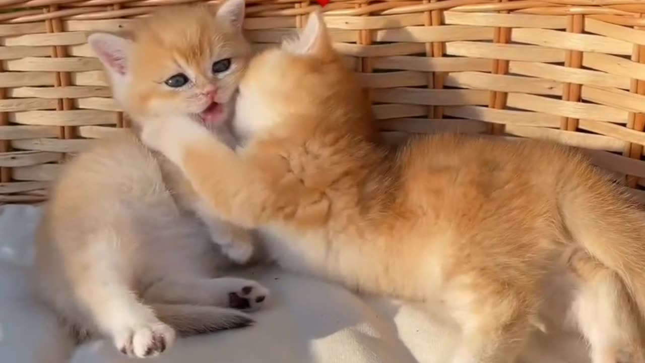 Kittens playing,cats, kittens ,funny ,cute kittens