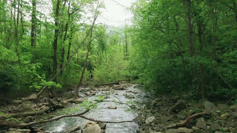 WATCH THIS!! Beautiful swallow river in forest. Amazing Shot