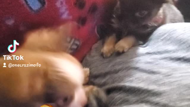 And the final one Chihuahua tug of war 5