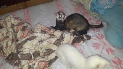 ferret games