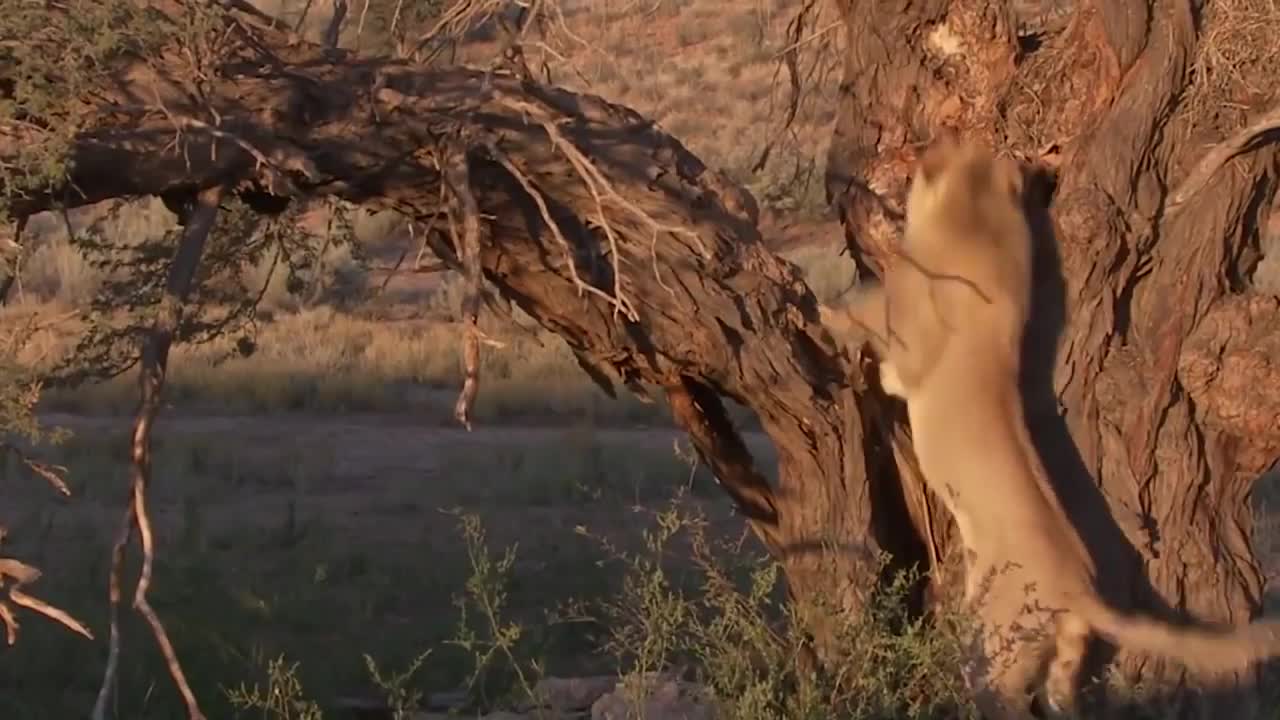 Lion vs Leopard Fighting