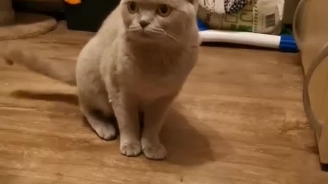 This cat just needs to be looked atπππ