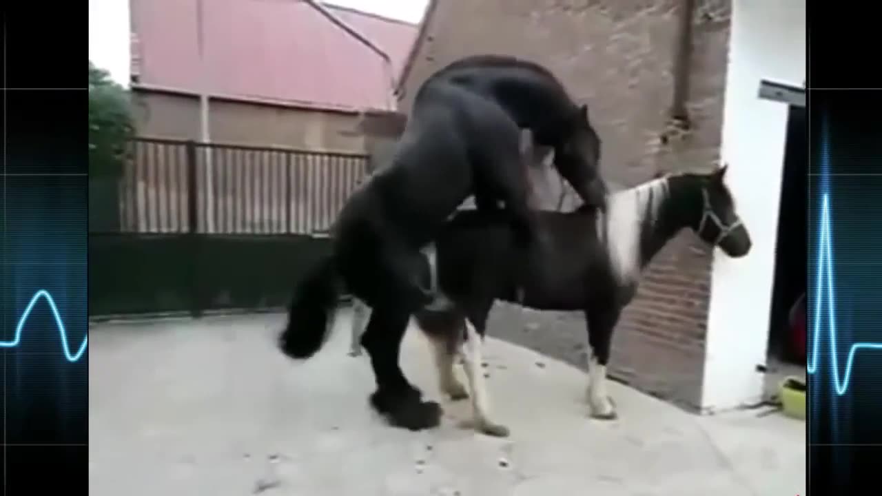 Animal Mating Best Moment Compilation