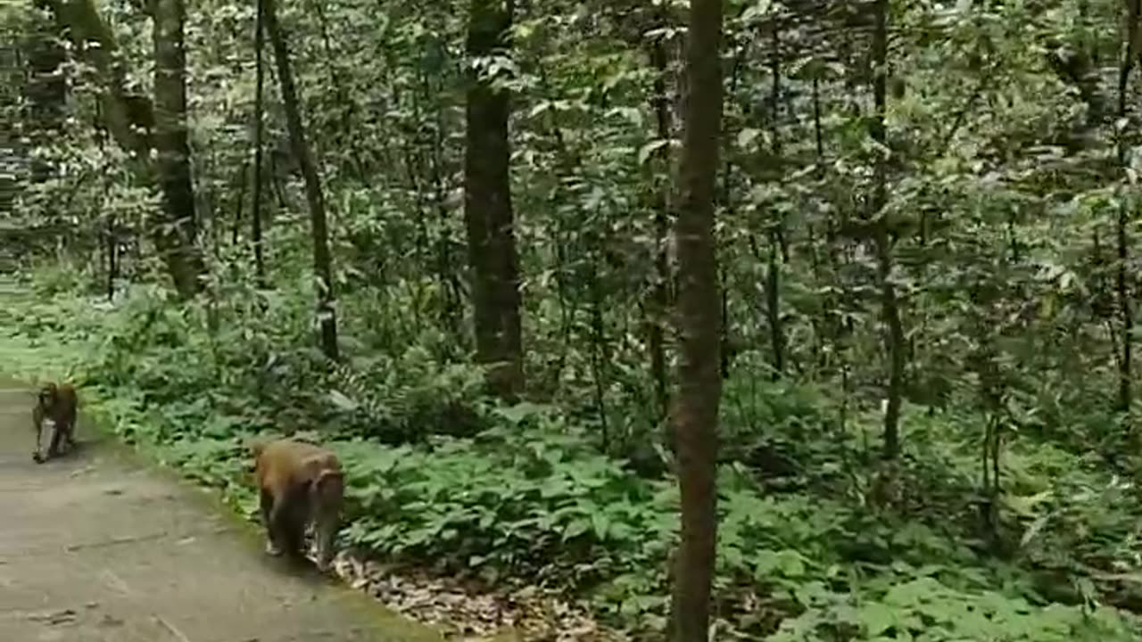 Monkey live video in the jungle