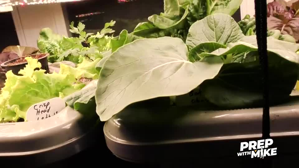 GROW FOOD without electricity or soil: Suspended net pot non-circulating hydroponic system